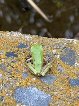 蛙 蛙 カエル,蛙,田んぼの写真素材