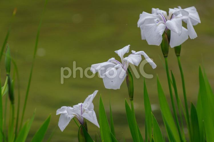 白い花菖蒲と池の風景 カキツバタ,花菖蒲,白の写真素材