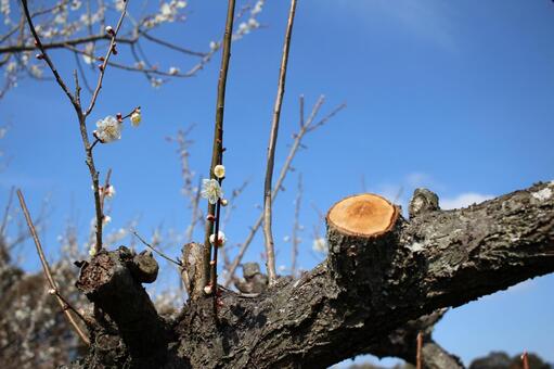 青空と梅の花6 青空と梅の花6の写真
