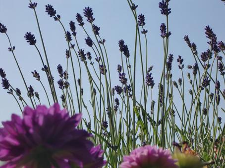 ラベンダー-1 ラベンダー,花,紫の写真素材