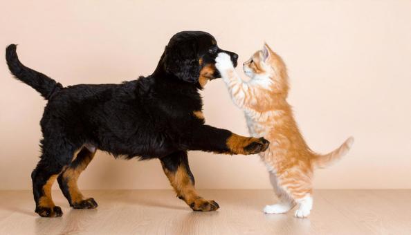 はしゃいで遊ぶ犬と猫 はしゃいで遊ぶ犬と猫の写真
