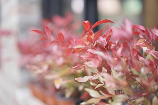 紅葉の美しさ 紅葉,秋,秋の景色の写真素材