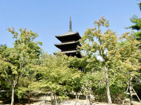 名勝御室と仁和寺五重塔 名勝御室と仁和寺五重塔 仁和寺,五重塔,御室の写真素材