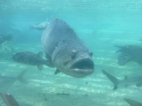 水族館にいるタマカイ 水族館にいるタマカイ タマカイ,ハタ科,巨大魚の写真素材