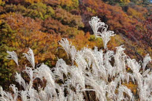 晩秋のススキの写真