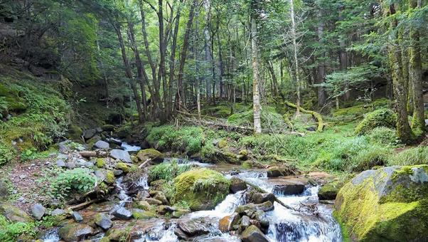 八ヶ岳へ向かう登山道 山,登山,八ヶ岳の写真素材