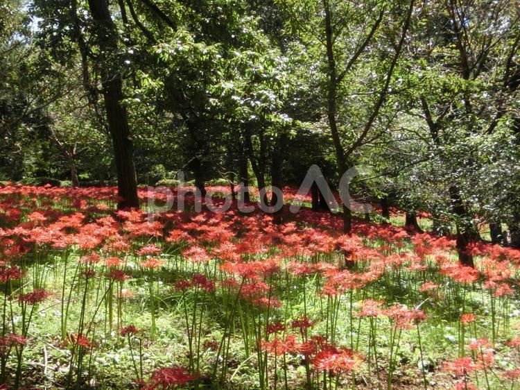 やちよの彼岸花-34 やちよの彼岸花,村上緑地公園,千葉県八千代市村上の写真素材