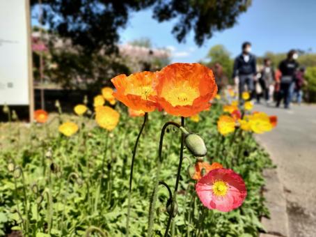 ひなげし ポピー,ひなげし,あしかがフラワーパークの写真素材