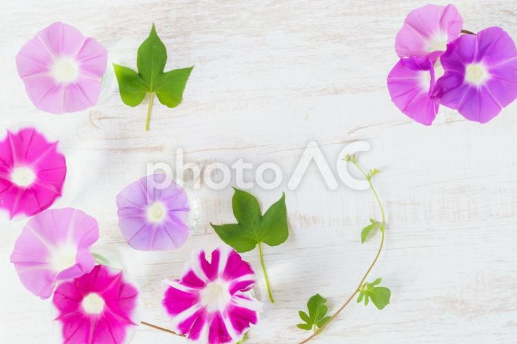 白い木目に朝顔(生花)のフラワーフレーム 朝顔,花,ピンクの写真素材