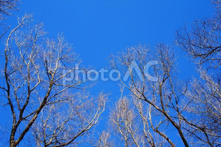 樹木と空 木,冬,青空の写真素材