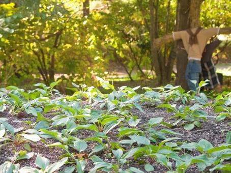 ナチュラルガーデンの畑の写真