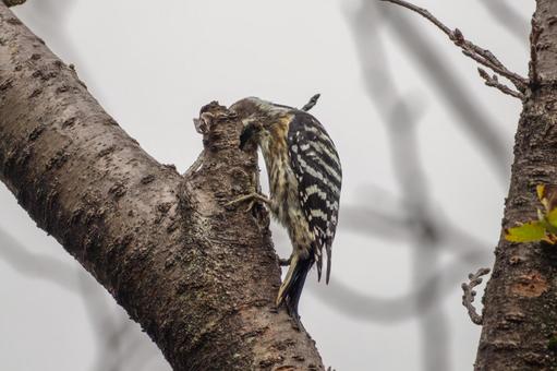 木にとまるコゲラ・キツツキの写真