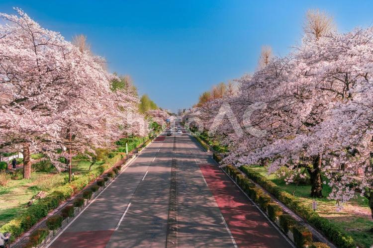 国立市大学通りの桜 ソメイヨシノ,大学通り,国立市の写真素材
