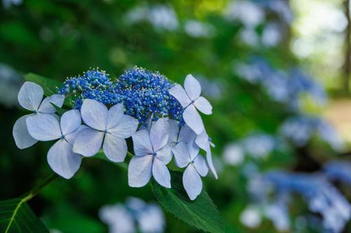 梅雨の晴れ間に咲く紫陽花 梅雨の晴れ間に咲く紫陽花 紫陽花,あじさい,アジサイの写真素材
