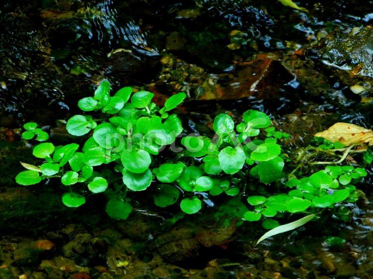 緑鮮やかな水草と水面２ 水草,みずくさ,ミズクサの写真素材