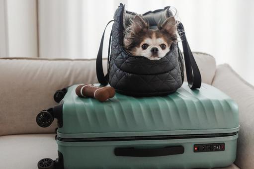 バッグに入ったかわいい犬 バッグに入ったかわいい犬の写真