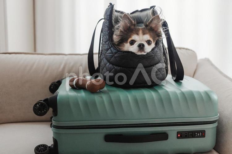 バッグに入ったかわいい犬 犬,チワワ,小型犬の写真素材