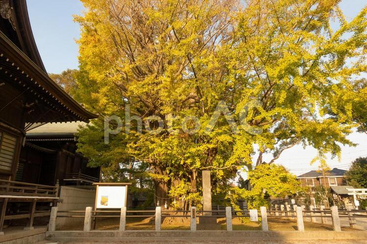 葛飾八幡宮の千本公孫樹（せんぼんいちょう）　黄色に色づく銀杏の大樹 葛飾八幡宮,千本公孫樹,せんぼんいちょうの写真素材