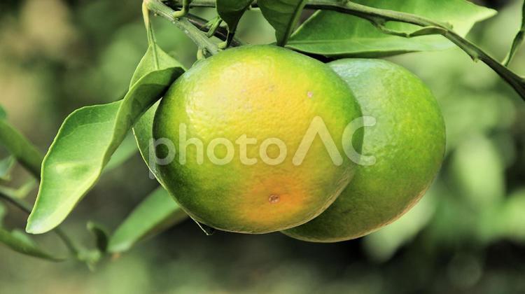 味覚の秋 早生みかん 味覚の秋 早生みかん 早生みかん,果物,蜜柑の写真素材