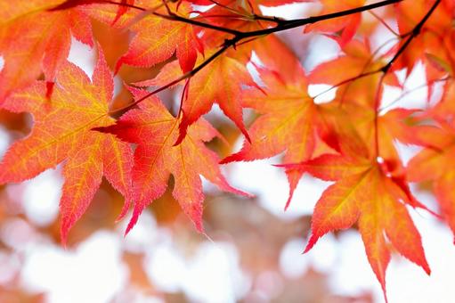 Autumn maple leaves frame background material, JPG
