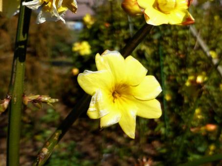 郊外の花壇に咲くウンナンオウバイの花 ウンナンオウバイ,花,植物の写真素材