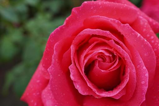 雨に濡れたバラ(マリアカラス)16 雨に濡れたバラ(マリアカラス)16 バラ,薔薇,春バラの写真素材