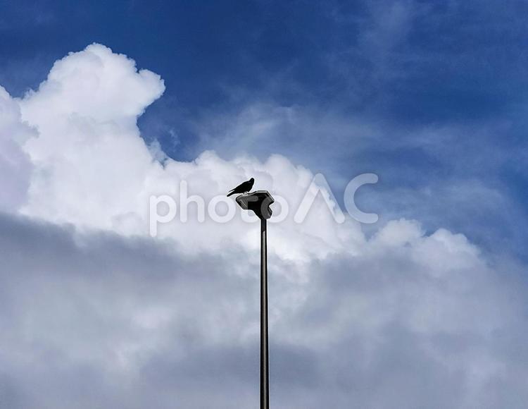 街路灯に止まるカラスと梅雨の空 街路灯,カラス,鳥の写真素材