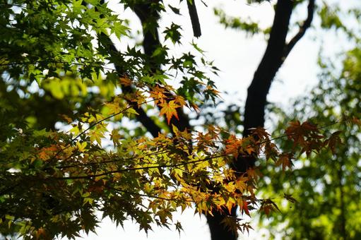 移り変わり　秋2 秋,モミジ,木漏れ日の写真素材