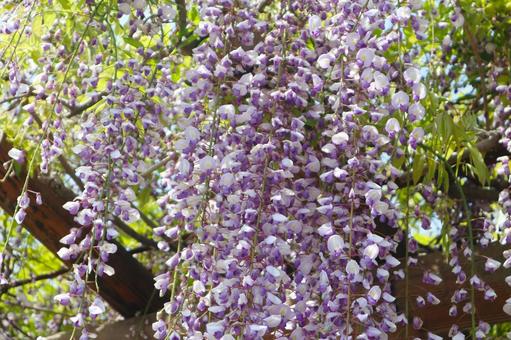 Wisteria trellis A, JPG