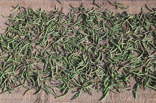 小豆（緑の鞘）　乾燥作業 小豆,大納言,乾燥の写真素材