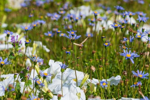 A spring field filled with blue flowers, JPG