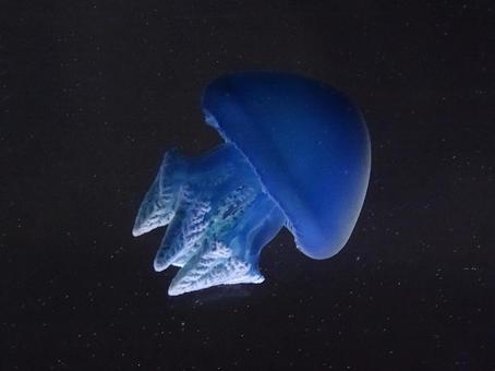 青いクラゲ カラージェリーフィッシュ,クラゲ,カトスティラスの写真素材