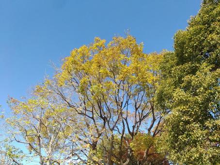 紅葉 木,空,青空の写真素材