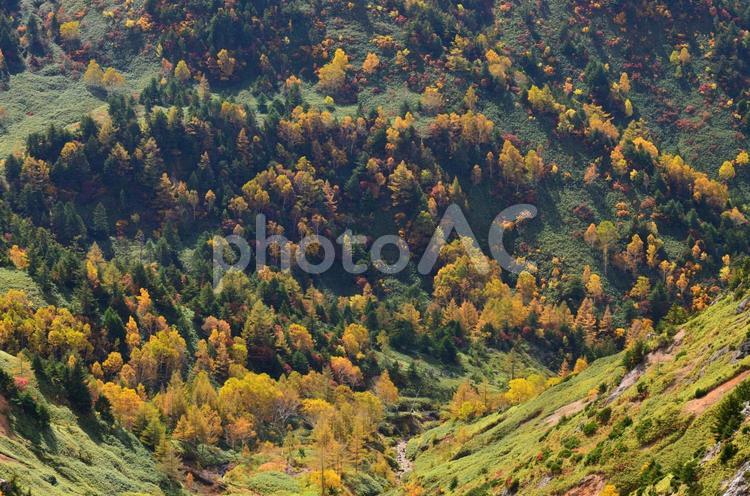 2022志賀高原の秋④ 紅葉,志賀高原,秋色の写真素材
