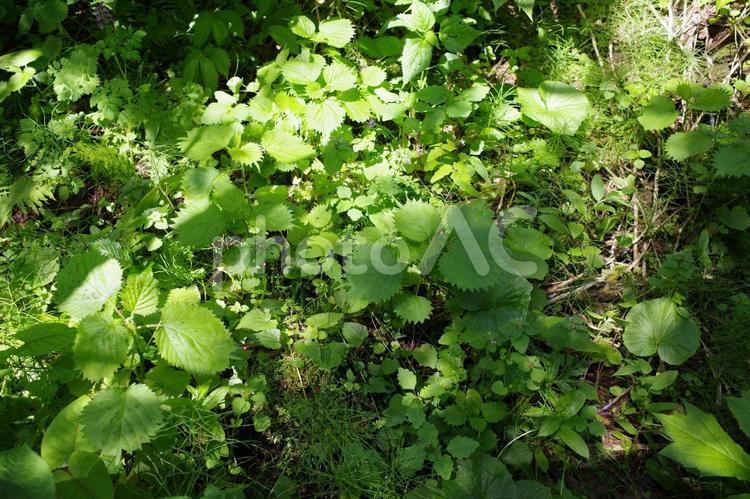 山菜　あいこ（ミヤマイラクサ）自生の風景 山菜,あいこ,ミヤマイラクサの写真素材