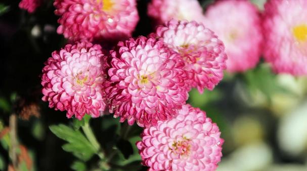 楽寿園の菊まつりにて 菊,秋,花の写真素材