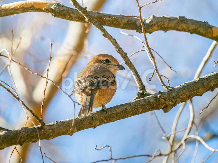 枝にとまるモズ・百舌鳥 モズ,百舌鳥,野鳥の写真素材