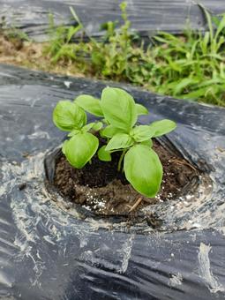 バジルの苗の写真