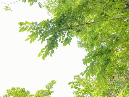 Photo, 나무, 스크랩, psd, 