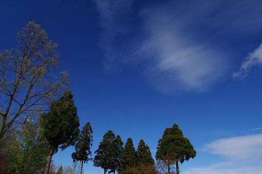 青空と木 青空と木 青空,木,森林の写真素材