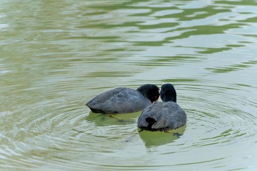 水面で寄り添う二羽のオオバン 水面で寄り添う二羽のオオバン オオバン,鳥,野鳥の写真素材
