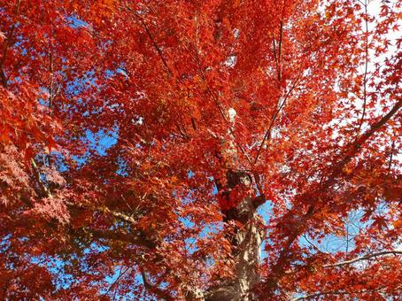 紅葉 自然,もみじ,紅葉狩りの写真素材
