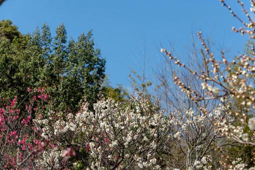 梅の花と青空 梅の花と青空の写真
