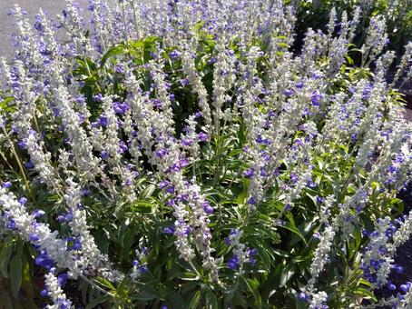 サルビア サルビア,青,紫の写真素材