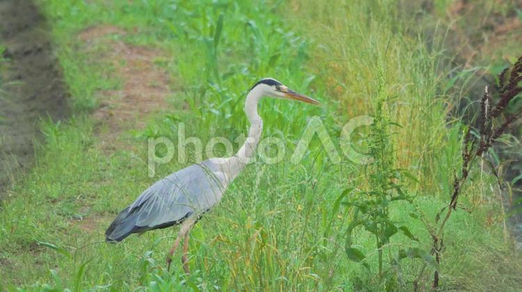 田んぼの畦道で佇むアオサギ アオサギ,鷺,水鳥の写真素材
