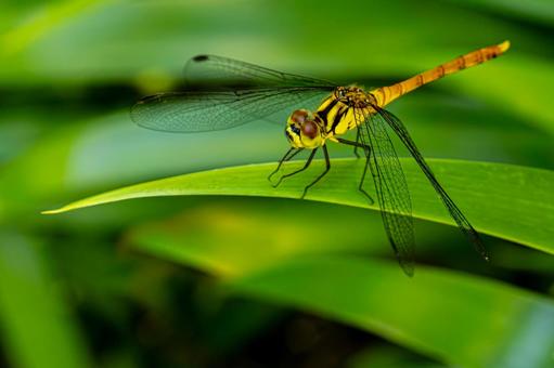 A red dragonfly resting on a leaf, JPG