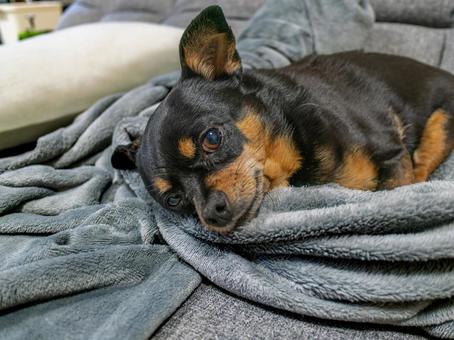 ソファで寝る小型犬・チワワ・ミニピン ソファで寝る小型犬・チワワ・ミニピンの写真