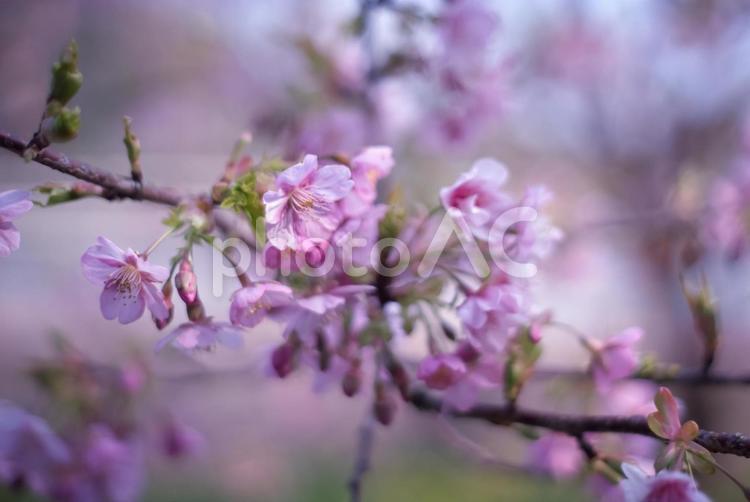 ＜五島の春の風景＞奥浦町の河津桜 桜,河津桜,春の写真素材