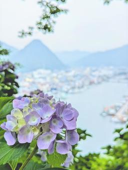 紫陽花と海と山 紫陽花と海と山 植物,花,あじさいの写真素材