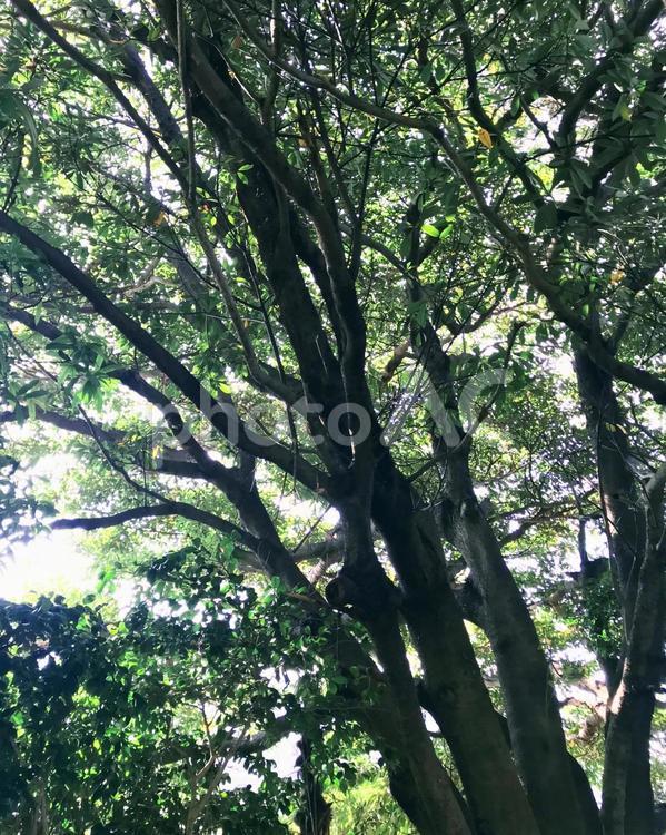 木漏れ日 木,グリーン,癒しの写真素材